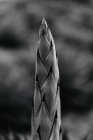 Saftige Sprossen Fragment auf verschwommenem Hintergrund von Ackerland, schwarz-weiß — Stockfoto