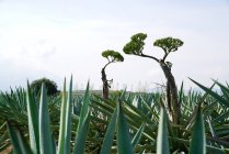 Кучка зеленых агавы с высокими цветами при дневном свете — стоковое фото