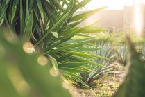 Cultivo de plantas de agave verde en la granja a la luz del sol - foto de stock