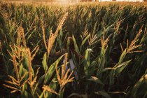 Обратный вид ребенка среди зрелых колосьев пшеницы в отличие от солнечного света в поле — стоковое фото