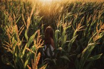 Vue arrière de l'enfant parmi les épis mûrs de blé en contraste avec la lumière du soleil dans le champ — Photo de stock