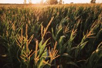 Visão traseira da criança entre orelhas maduras maduras de trigo em contraste com a luz solar no campo — Fotografia de Stock