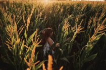 Обратный вид ребенка среди зрелых колосьев пшеницы в отличие от солнечного света в поле — стоковое фото