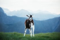 Linda cabra negra y blanca pastando en césped verde en las montañas nebulosas de los Pirineos - foto de stock