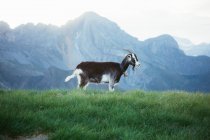 Pascolo di capra sul prato nei Pirenei montagne — Foto stock
