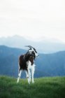 Pâturage de chèvres dans les prairies des Pyrénées — Photo de stock
