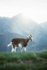 Cabra pastando no prado nas montanhas dos Pirenéus — Fotografia de Stock