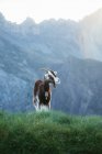 Cabra pastando no prado nas montanhas dos Pirenéus — Fotografia de Stock