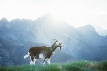 Cabra pastando en el prado en las montañas de los Pirineos - foto de stock
