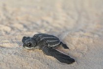 Дитяча черепаха плаче на піску до води — стокове фото