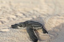 Bebé tortuga arrastrándose en la arena al agua - foto de stock