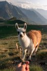 Se nourrissant Lama des taches blanches et brunes avec curiosité regardant la caméra et broutant dans de l'herbe sèche dans la vallée sous la montagne — Photo de stock
