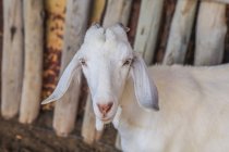 Blanco cabra calma de pie contra la valla de madera de la granja rural sobre fondo borroso - foto de stock