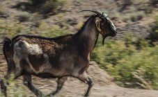 Side view of black and brown goat running in motion blur on deserted field — Stock Photo