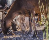 Rebaño de cabras manchadas que se reúnen en la granja en el paddock en el rancho a la luz del sol de verano - foto de stock
