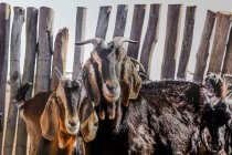 Troupeau de chèvres tachetées se rassemblant à la ferme dans le paddock sur le ranch en été — Photo de stock