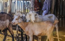 Rebaño de cabras manchadas y granjeros machos que se reúnen en la granja en el prado en tierras de rancho a la luz del día - foto de stock