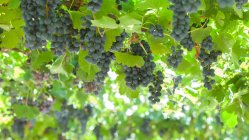 Reife blaue Weintrauben mit üppigem Laub, die im Sommer an Sträuchern im Weinberg wachsen — Stockfoto