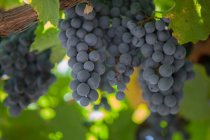 Стиглі блакитні винні букети винограду з пишним листям, що ростуть на кущах на винограднику влітку — стокове фото