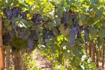 Bouquets de raisins bleus mûrs au feuillage luxuriant poussant sur les buissons du vignoble en été — Photo de stock