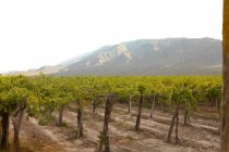 Ряд кущів з зеленим листям на виноградній плантації проти пагорба восени — стокове фото