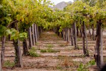 Ряд кустов с зелеными листьями на виноградной плантации против холма в осеннее время — стоковое фото