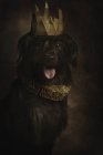 Porträt eines schwarzen Riesenschnauzers mit herausgestreckter Zunge in goldener Krone und Halskrause, der in die Kamera blickt — Stockfoto