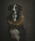 Portrait of obedient black and white Smooth Fox Terrier in golden ruff — Stock Photo