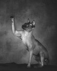 Preto e branco tiro de pedigreed careca esfinge gato sentado e levantando pata — Fotografia de Stock