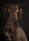 Portrait of brown Weimaraner with yellow eyes sitting on black background and looking away — Stock Photo