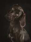 Портрет коричневого Веймараннера з жовтими очима в студії на чорному тлі — стокове фото