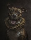 Porträt eines Pitbullen mit gemustertem Fell in goldener Halskrause, der in die Kamera blickt — Stockfoto