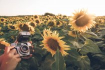 Image coupée du photographe se tenant au milieu du champ avec des tournesols brillants et prenant la photo du coucher du soleil — Photo de stock