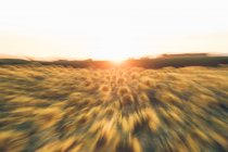 Яскраве золоте сонце, що встановлюється над соняшниковим полем у розмитому русі — стокове фото