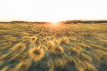 Bright golden sun setting down above sunflower field in blur of motion — Stock Photo