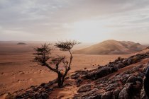 Piccolo albero verde che cresce in mezzo al deserto di pietra sabbiosa contro il cielo grigio in Marocco — Foto stock