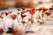 Soft focus of thin vivid plants on field covered with snow in cold day — Stock Photo