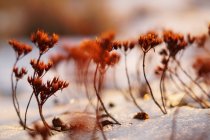 Weicher Fokus dünner lebendiger Pflanzen auf einem Feld, das an kalten Tagen mit Schnee bedeckt ist — Stockfoto