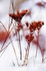 Foco suave de plantas vivas finas no campo coberto com neve no dia frio — Fotografia de Stock