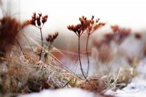 М'який фокус тонких яскравих рослин на полі, покритих снігом в холодний день — стокове фото