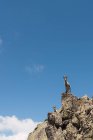Сірі кози, дивлячись з цікавістю, стоять на кам'яних скелях на фоні яскравого блакитного неба — стокове фото