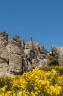 Graue Ziegen, die neugierig auf steinigen Felsen vor strahlend blauem Himmel stehen — Stockfoto