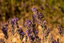 Growing bush of aromatic purple lavender with bee pollinating flowers on sunny day against blurred background — Stock Photo