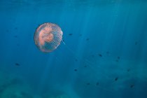 Medusas ligeras nadando rápidamente en el agua a profundidad - foto de stock