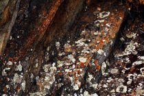 Fermeture de lichens naturels abstraits poussant sur l'écorce d'un vieil arbre — Photo de stock