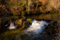 Pequeño río y cascada cerca de árboles delgados en un día soleado y tranquilo en un maravilloso bosque otoñal - foto de stock