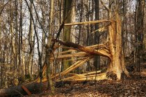 Лес с опавшими сухими бревнами, засохшими листьями и растущими голыми деревьями на юге Польши в солнечный день — стоковое фото