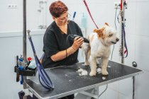 Mulher em uniforme usando barbeador elétrico para aparar a pele de cão terrier alegre enquanto trabalhava no salão de arrumação — Fotografia de Stock