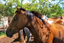 Cavalos em pé no campo paddock — Fotografia de Stock