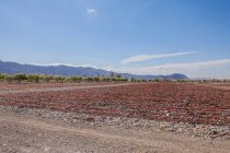 Campo agricolo infinito con raccolto pronto per la coltivazione sotto cielo sereno nuvoloso — Foto stock